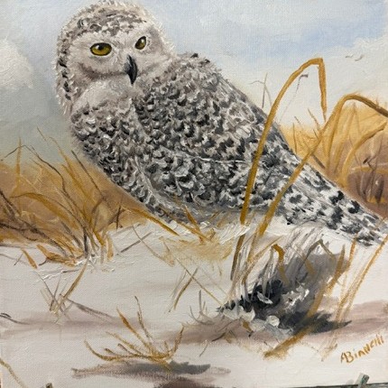 Snowy Owl in the Dunes, Oil on canvas, 2024